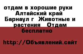 отдам в хорошие руки - Алтайский край, Барнаул г. Животные и растения » Отдам бесплатно   